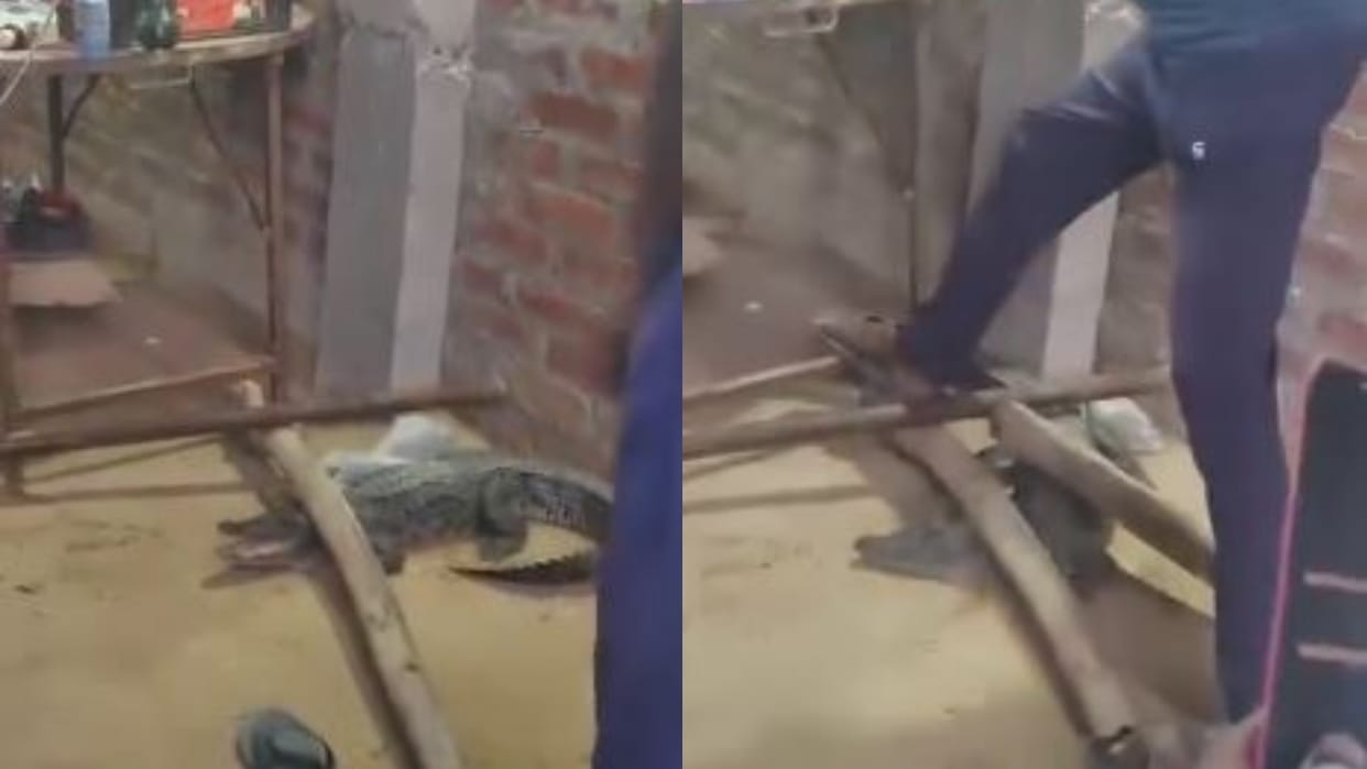 crocodile entered house at midnight villagers tied it with a rope in shahjahanpur