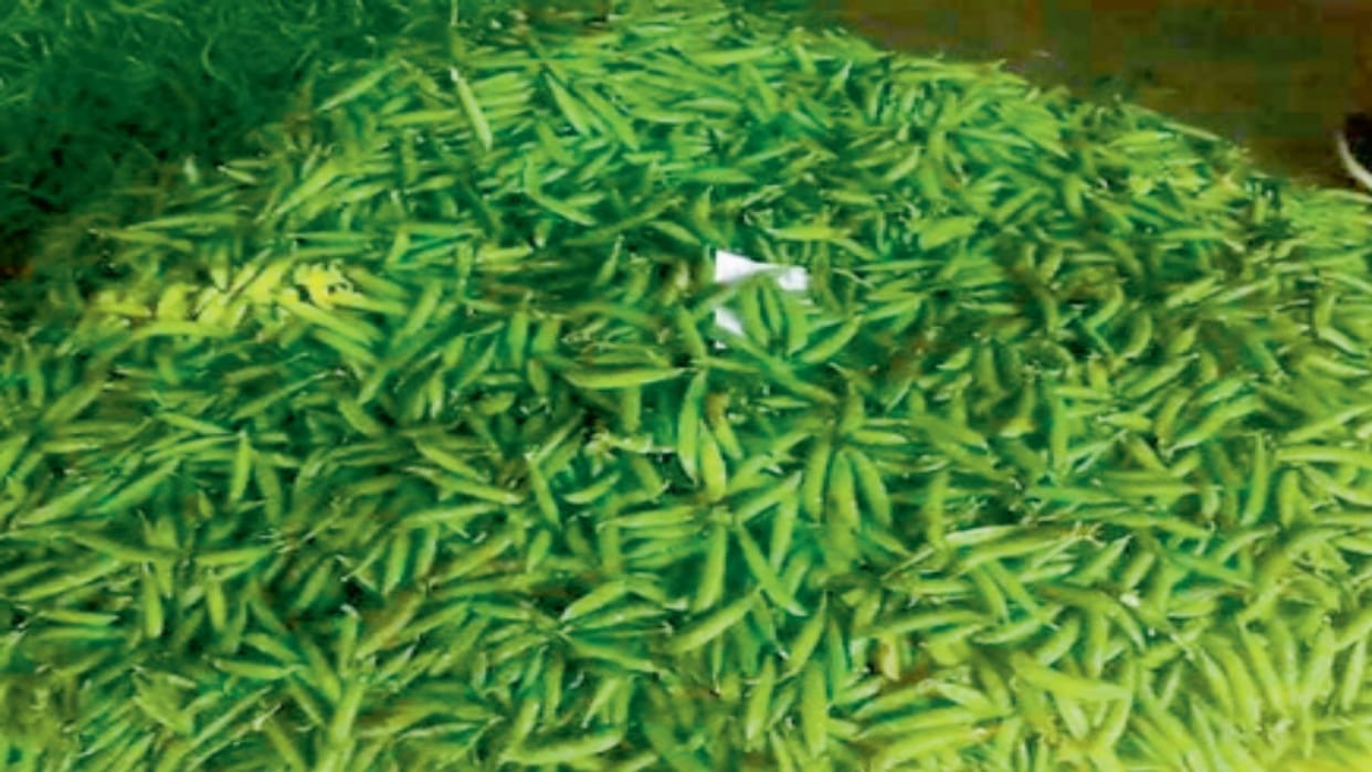 Peas made farmers rich, sold at Rs 200 per kg in Dhali Mandi