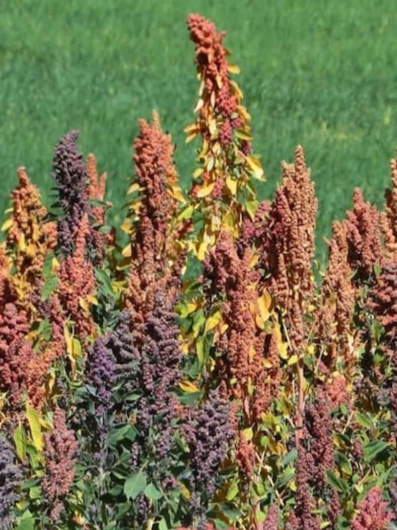 Jalore News: Quinoa cultivation is beneficial for farmers