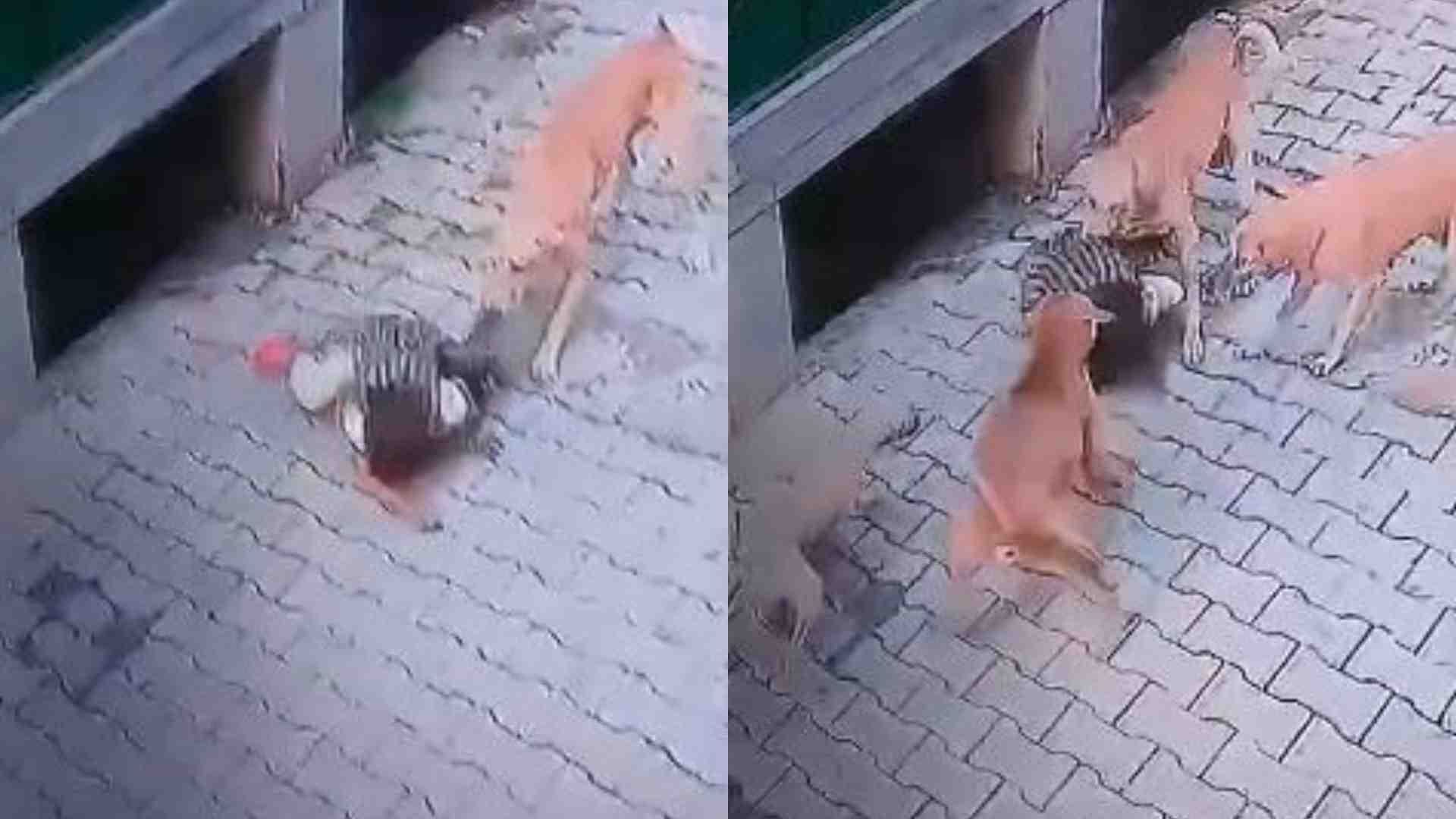 कैमरे में कैद हुई घटना।