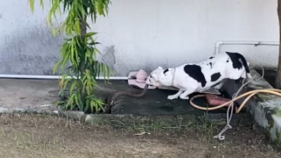 Pit bull dog chewed snake with its teeth in Jhansi