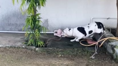 पिटबुल बना रक्षक: बगीचे में सांप देख रोने लगे बच्चे, कुत्ते ने रस्सी तोड़कर बोला हमला; दांतों से चबा डाला Pit bull dog chewed snake with its teeth in Jhansi