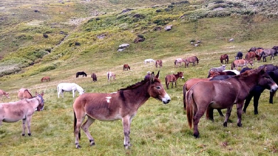 More than 120 people stranded in migration villages with animals in munsiyari Pithoragarh