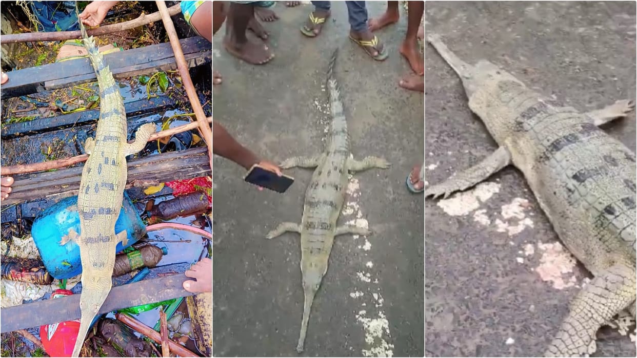 Munger News: crocodile entered a house due to flood water, after death villagers threw it in Ganges river
