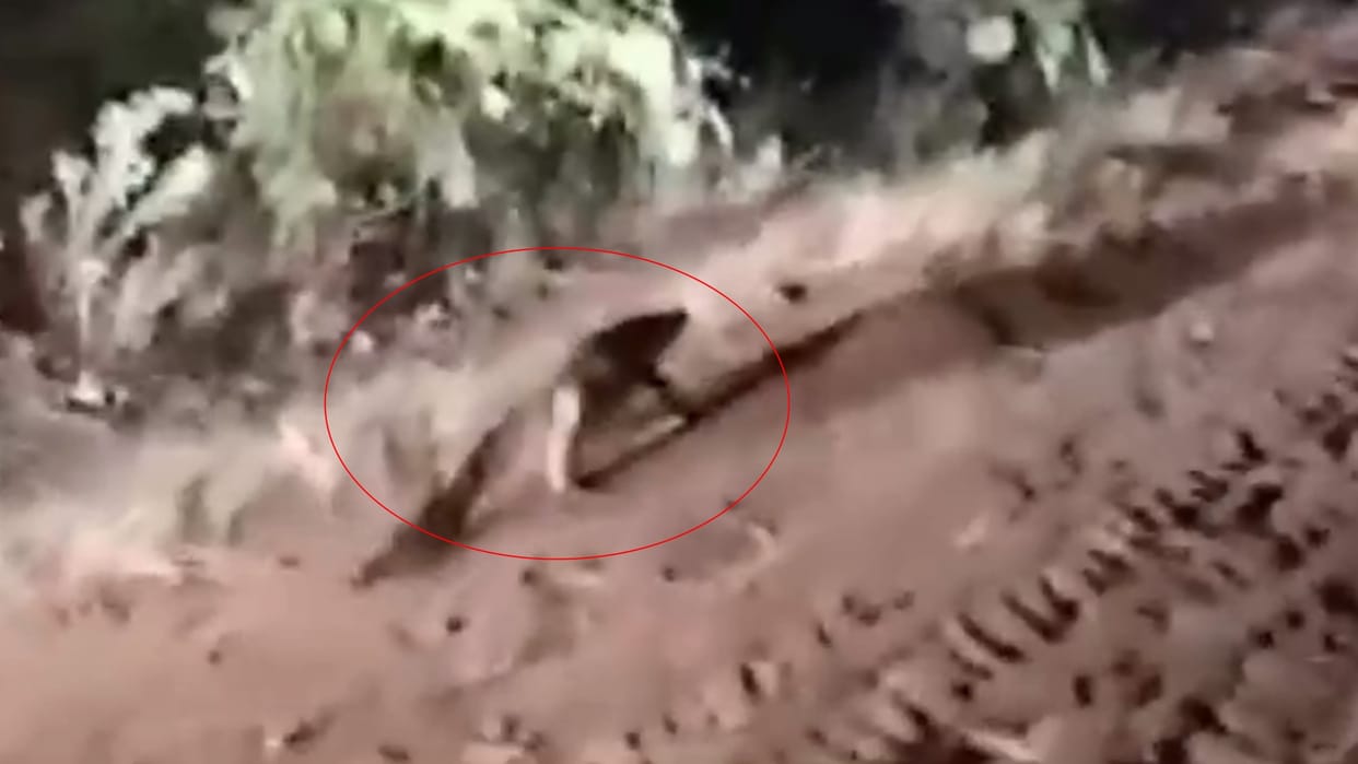 A crocodile crawling on village road in Sitapur.