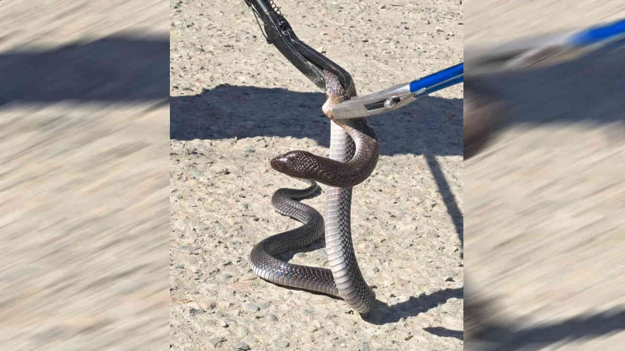 Snake enters Community Health Center Thatyud panic among patients Tehri Garhwal