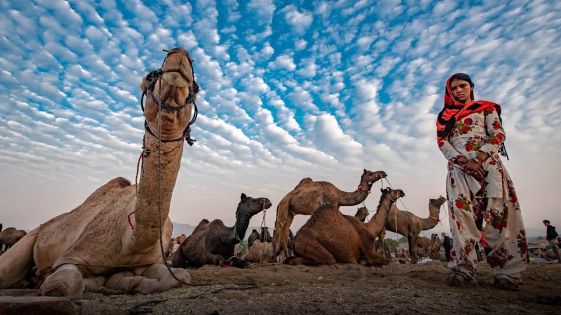 Pushkar Mela 2024 Starting From 2 November From Camels Fair To Culture Dunes News in Hindi