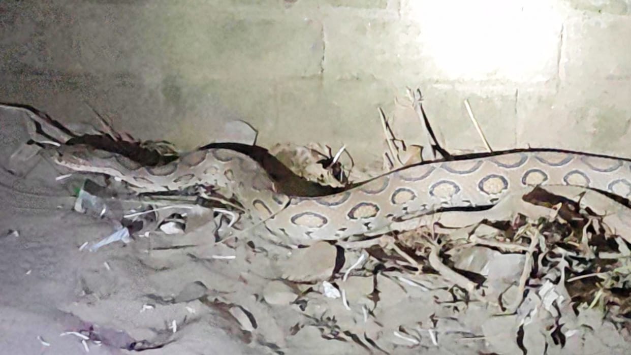 Bihar News: 11 feet long giant python found in Chhapra, crowd gathered to see it