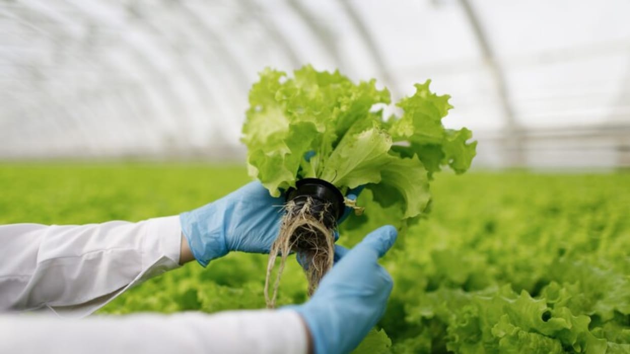 lot of employment in the agricultural sector, from jobs abroad to opportunities for own startup