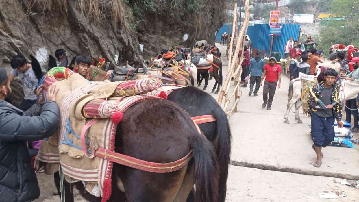 Chardham Yatra 2025: Health checkup of horses and mules is mandatory kedarnath Yatra 2025 Kedarnath Temple