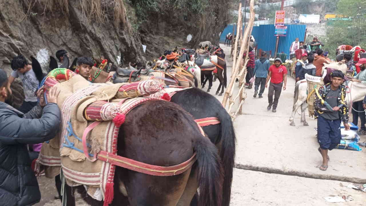 केदारनाथ यात्रा मार्ग पर घोड़े-खच्चरों पर जाते यात्री