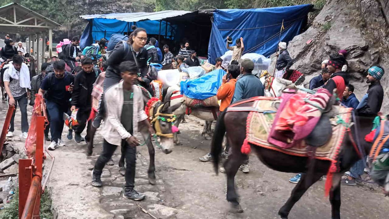 Kedarnath Dham: Animals Are Giving New Impetus To Business On 16 Km Difficult Walking Route - Amar Ujala Hindi News Live - केदारनाथ:16 किमी की दुर्गम राह पर कारोबार को नई रफ्तार
