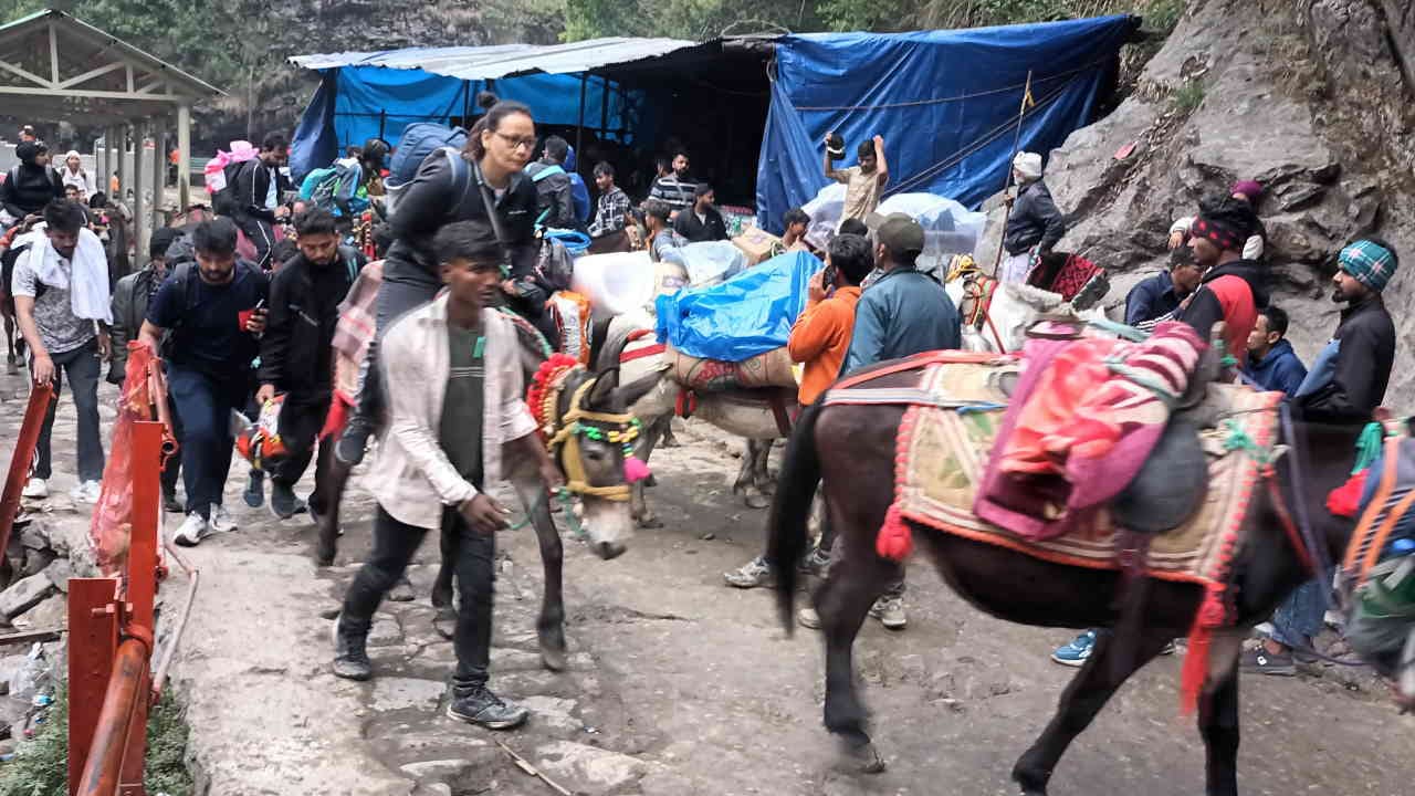 Kedarnath Dham: animals are giving new impetus to business on 16 km difficult walking route
