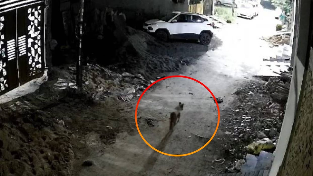 Ujjain Now there is terror of jackal colonies of Agar Road Forest department team searching for two days