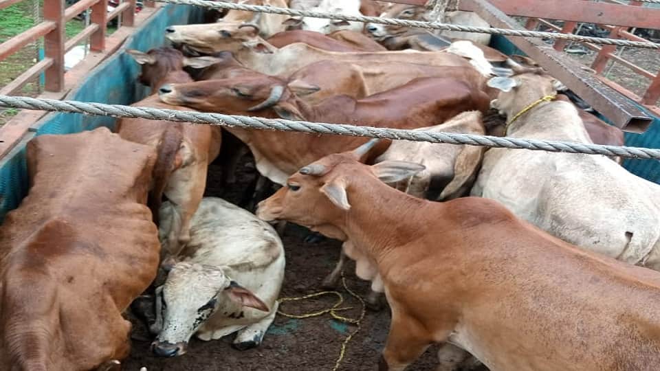 Cattle were being taken to the slaughterhouse in a truck police arrested four accused in Bemetara