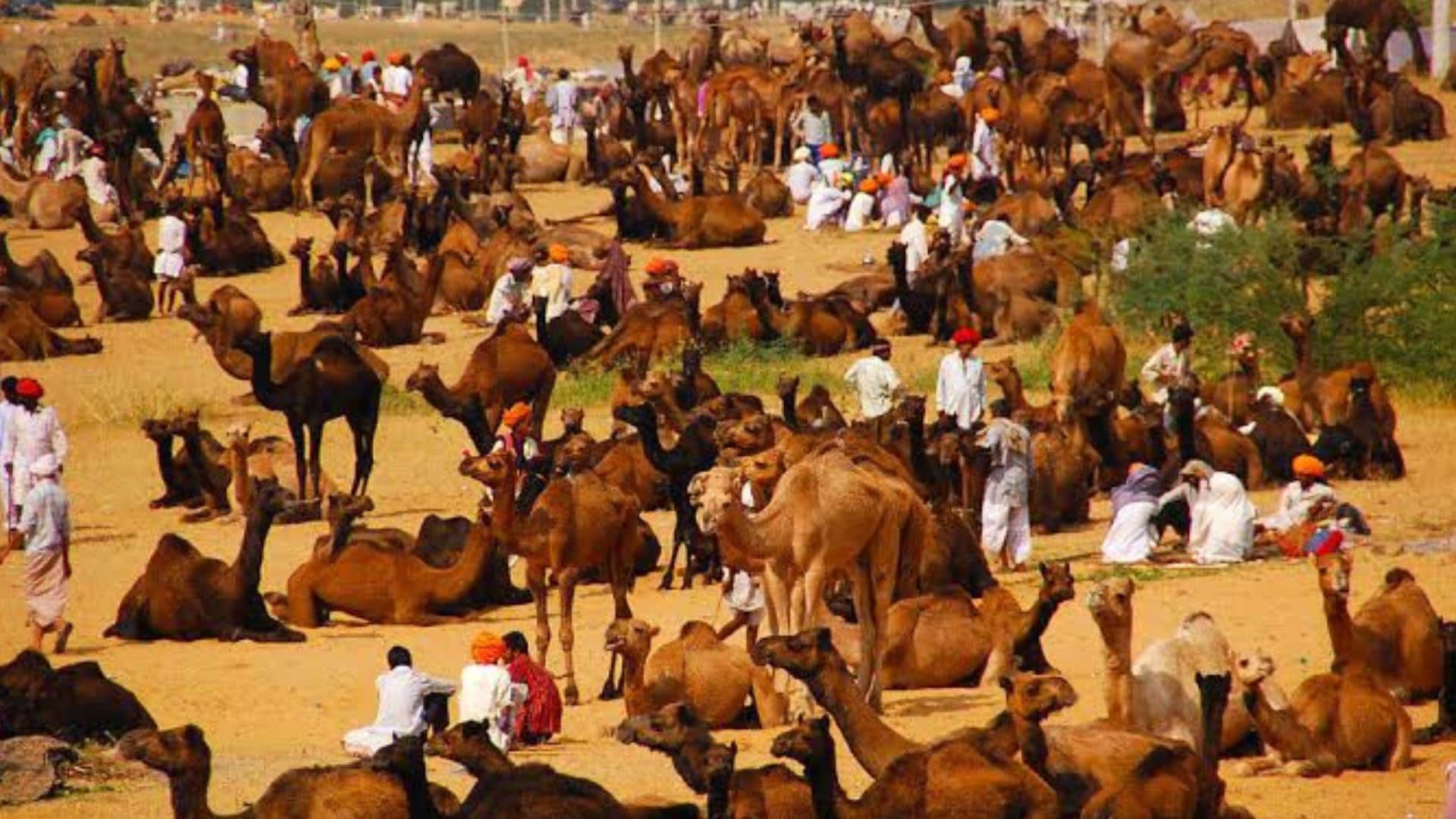 Pushkar Mela 2024 Starting From 2 November From Camels Fair To Culture Dunes News in Hindi
