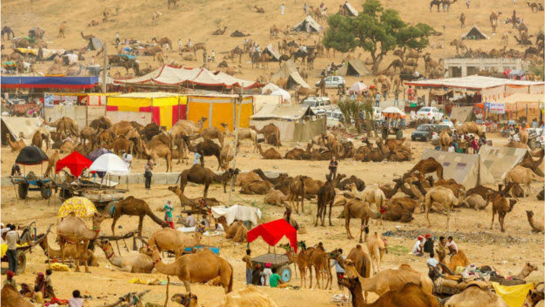 Pushkar Mela 2024 Starting From 2 November From Camels Fair To Culture Dunes News in Hindi