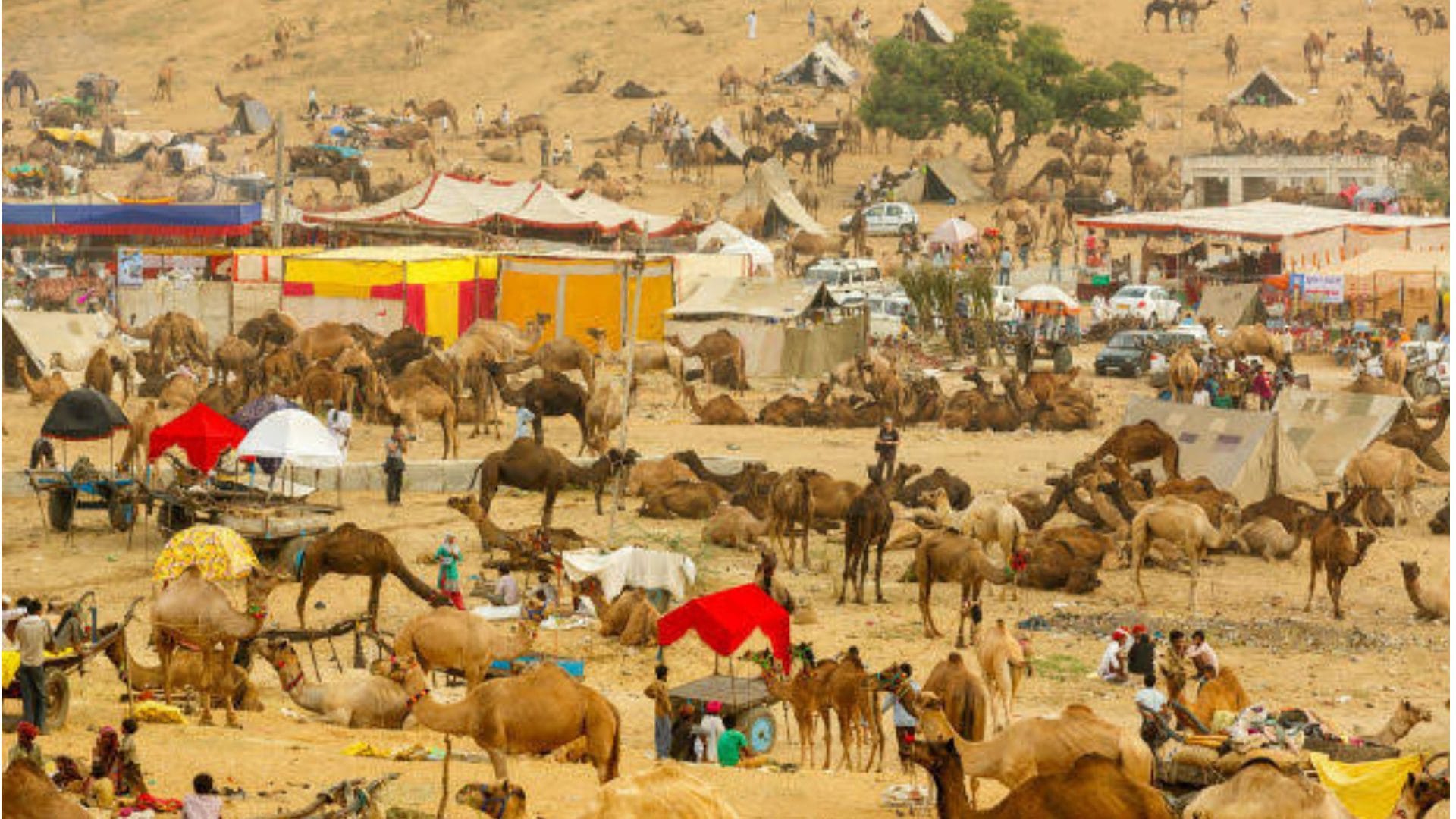 Pushkar Mela 2024 Starting From 2 November From Camels Fair To Culture Dunes News in Hindi