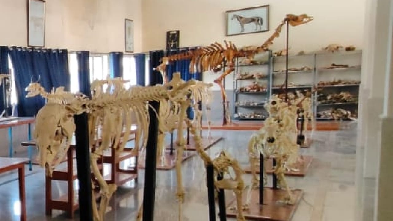 Students will study the anatomy of camel in IVRI Bareilly