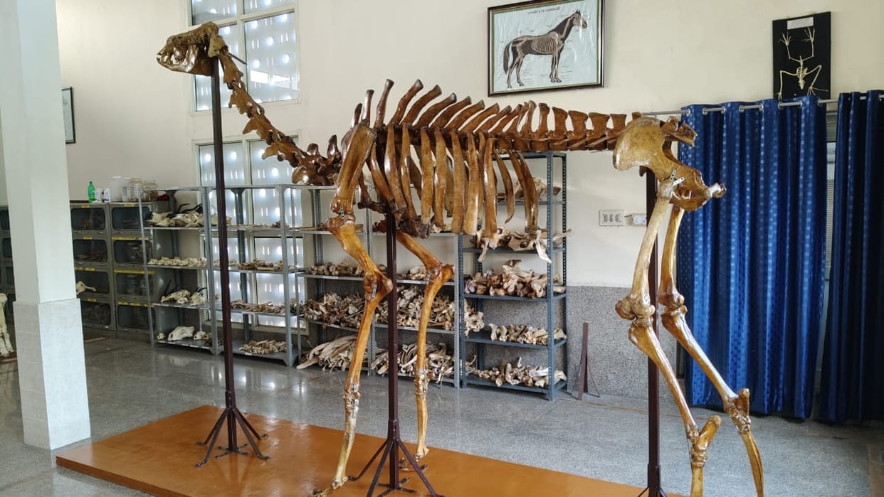 Students will study the anatomy of camel in IVRI Bareilly