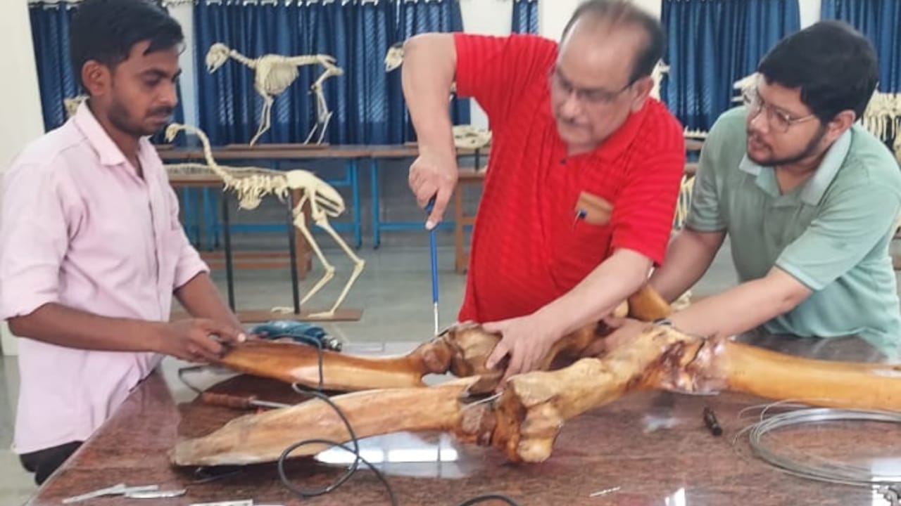Students will study the anatomy of camel in IVRI Bareilly