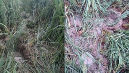 Elephants trampled paddy and sugarcane crops in Khutar Shahjahanpur