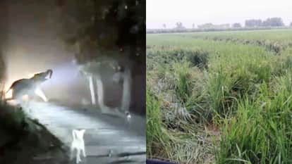 terror of Nepalese elephants will be curbed in the Terai region