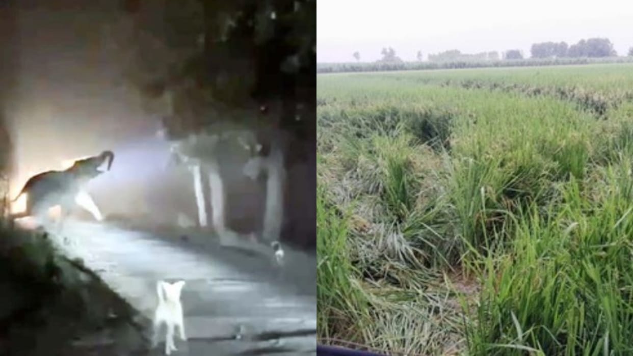 terror of Nepalese elephants will be curbed in the Terai region