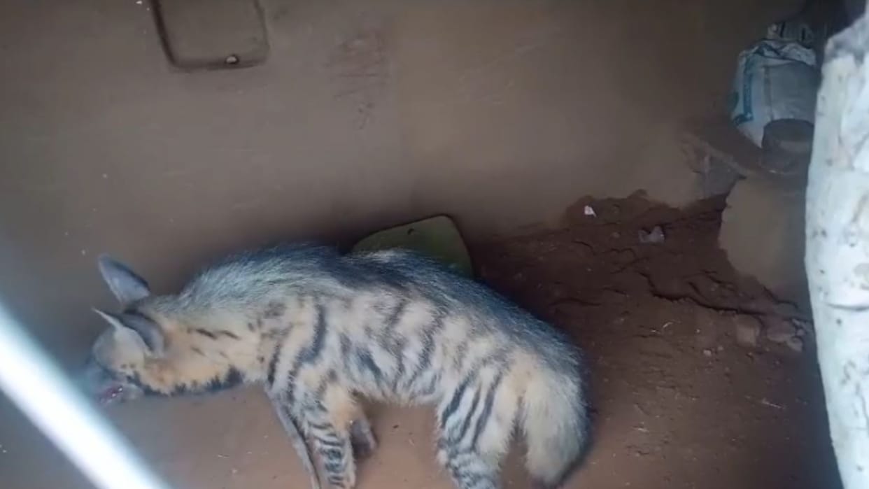 Hyena entered a house in Mirzapur, villagers panicked