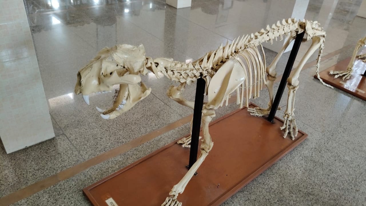 Students will study the anatomy of camel in IVRI Bareilly