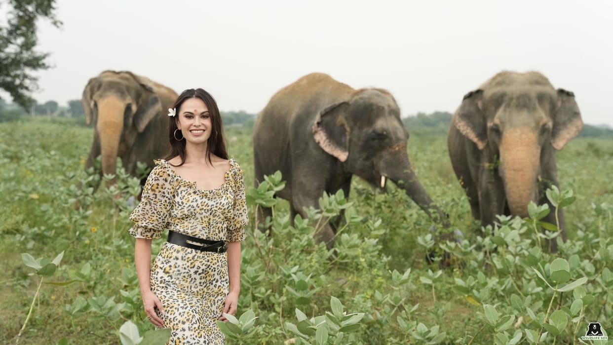 Miss Universe Great Britain 2024 visits Elephant Conservation and Care Centre mathura
