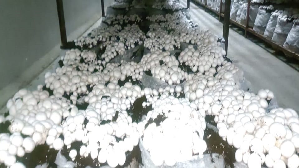 Uttarakhand News: Shubham of Kashipur is growing mushrooms
