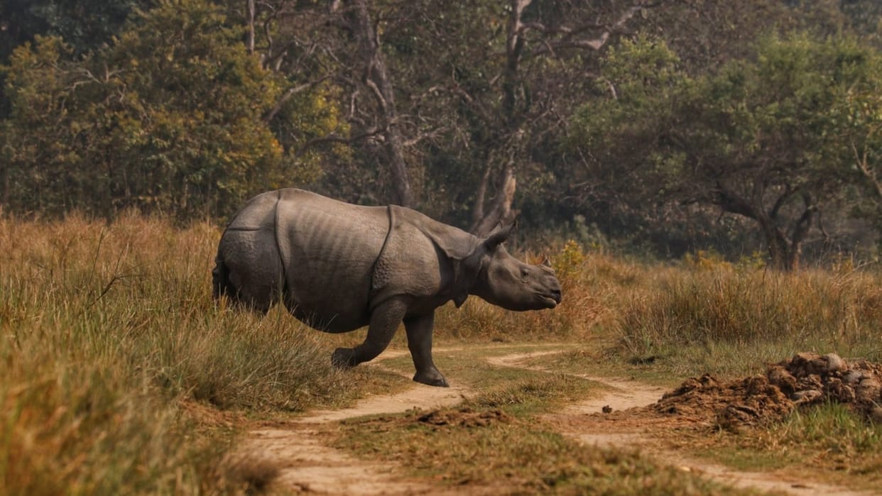 Natural habitats created Dudhwa National Park Lakhimpur conservation rhinos