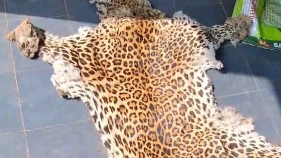 DRI conducts major operation in Bhopal: Hotel raided, three smugglers arrested with leopard skin and head