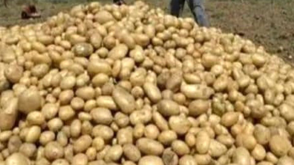 Big gift to farmers before Diwali potato seeds will be available at Rs 500 per quintal cheaper