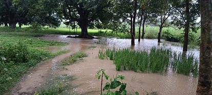 Ayodhya: Sugarcane and paddy crops fell due to torrential rains in Ayodhya, waterlogging at many places. Heavy rain in Ayodhya, crops destroyed.
