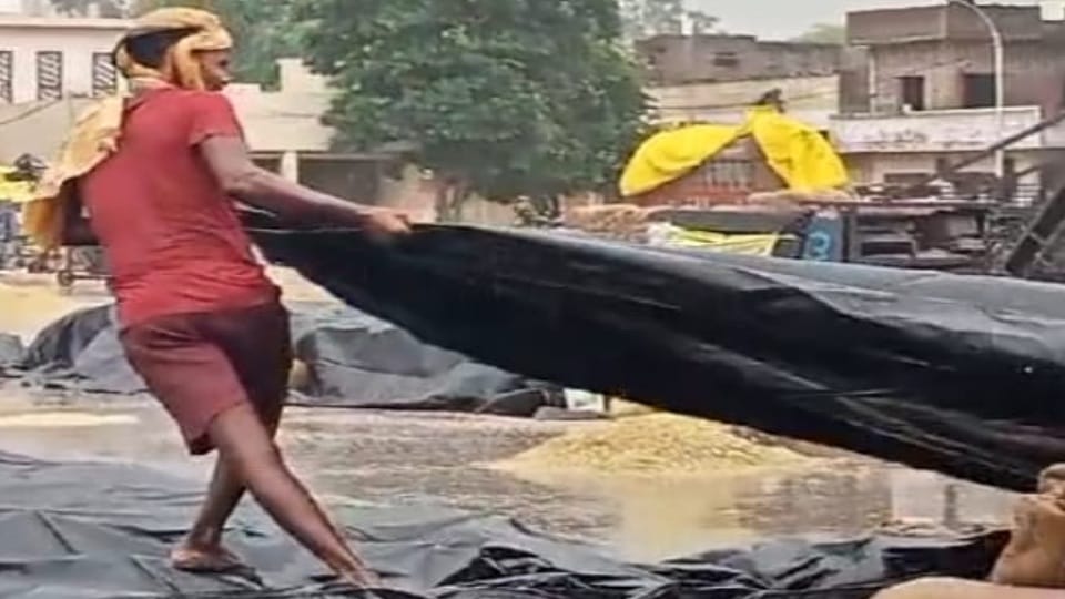 Rain increase tension of farmers paddy in Kapurthala Dana Mandi