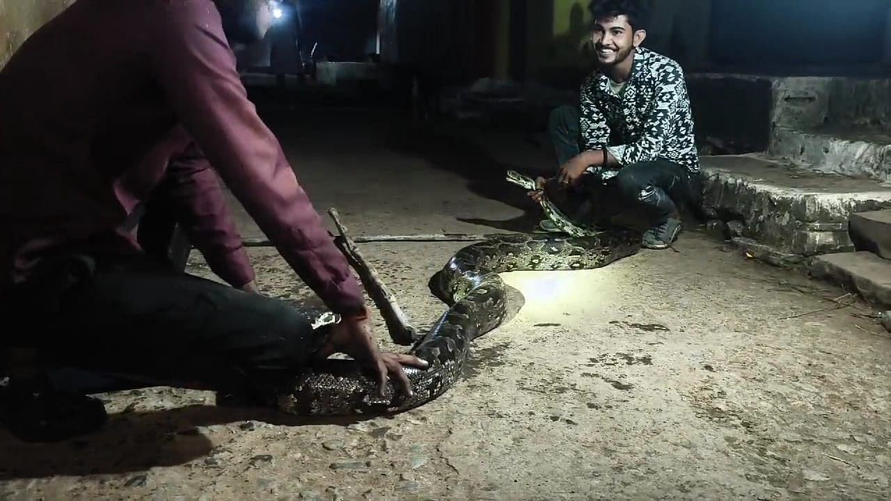दमोह में अजगर को रेस्क्यू किया गया।