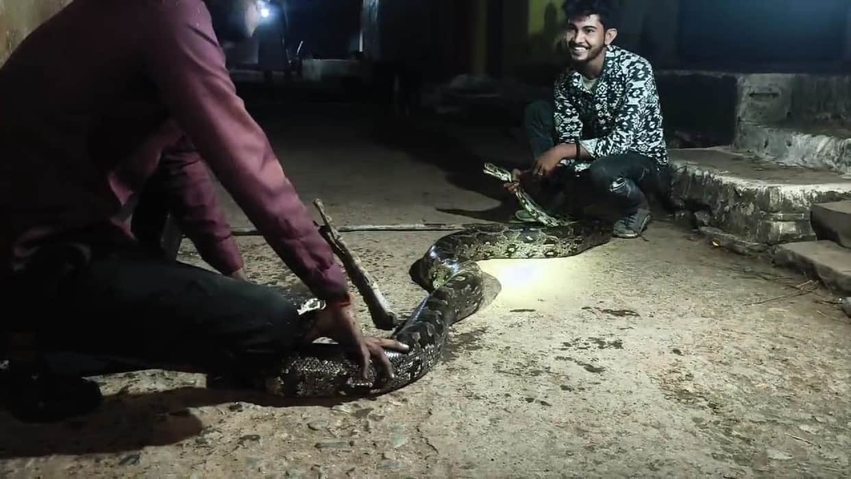 Damoh 12-feet-long Python Rescued From Lankapuri Madiyado