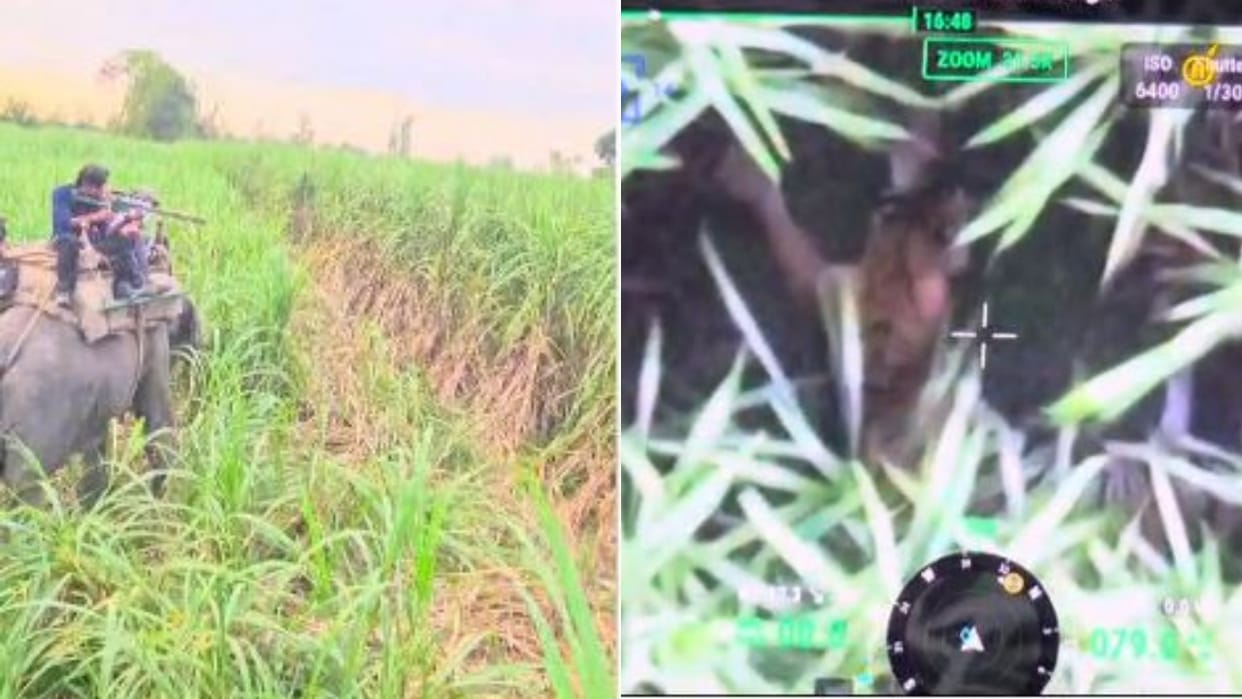 forest department trying to catch the tiger with the help of elephants in lakhimpur kheri