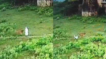 Karauli News: Old man seriously injured due to cow attack in Gudhachandraji