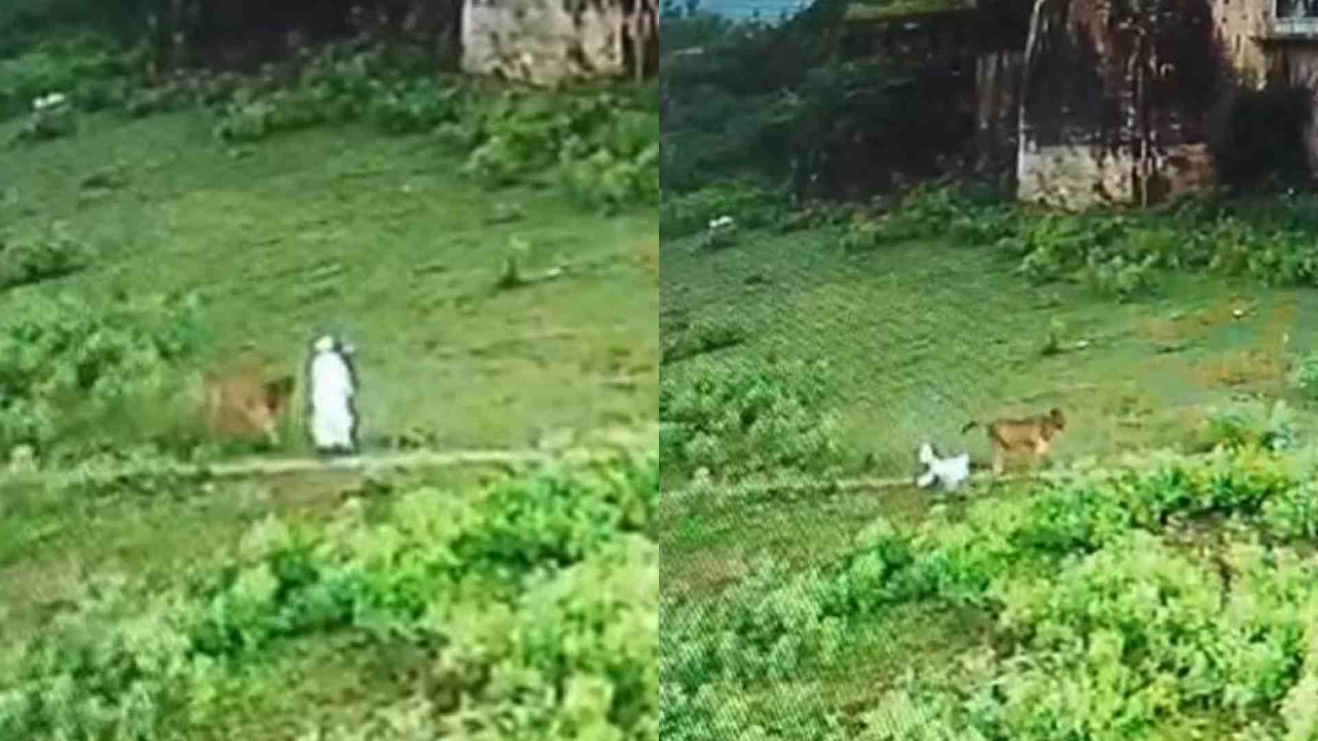 गाय के हमले से घायल वृद्ध का फुटेज।