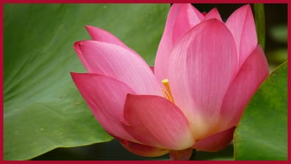 Indira Ekadashi offer these flowers to Lord vishnu to get blessing of Him and Pitar in hindi