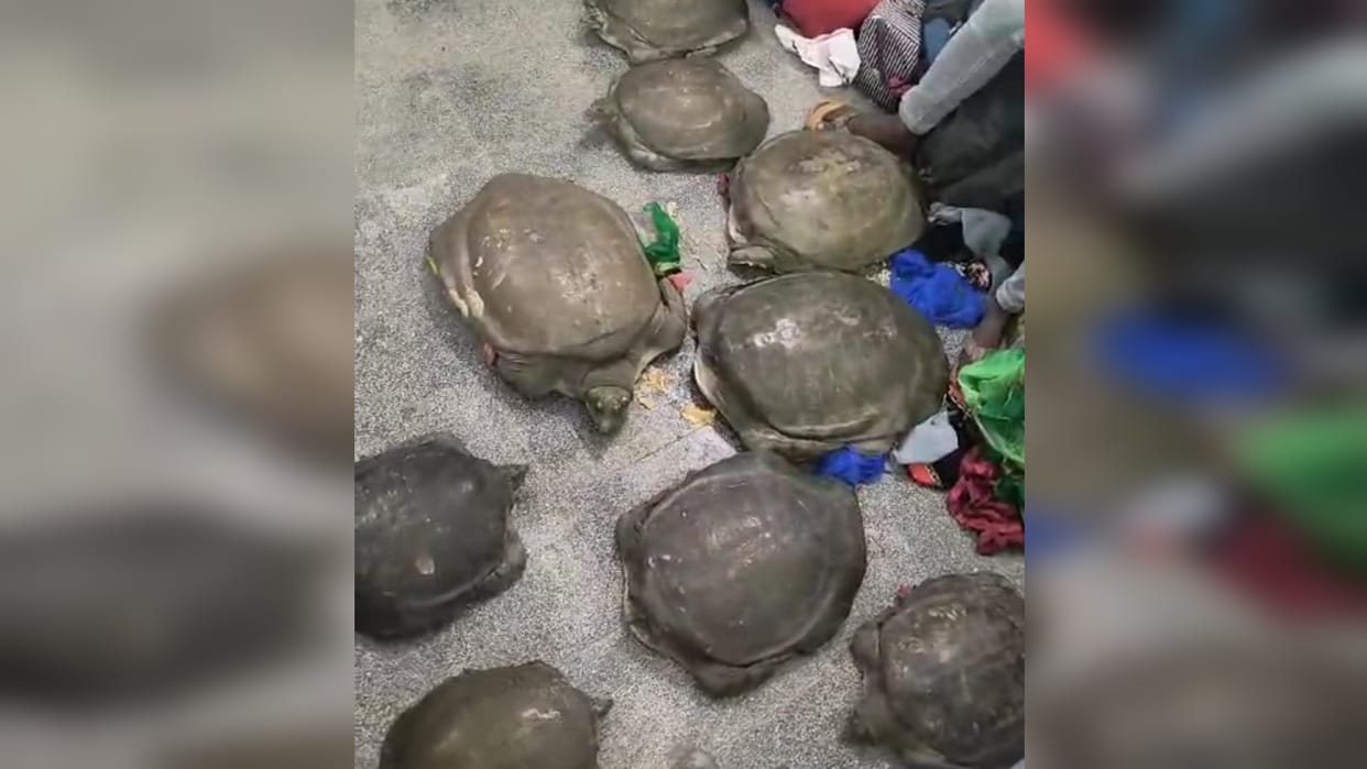 GRP arrested two smugglers smuggling turtles, 10 turtles recovered