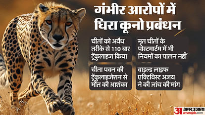 MP Cheetah Project: कूनो को लेकर बड़े खुलासे, अवैध ट्रेंकुलाइजेशन से हुई 'पवन' की मौत? अब तक 110 बार किया ऐसा Cheetah Project: Illegal tranquillization 110 times in coons, post mortem protocol of dead cheetahs also viola