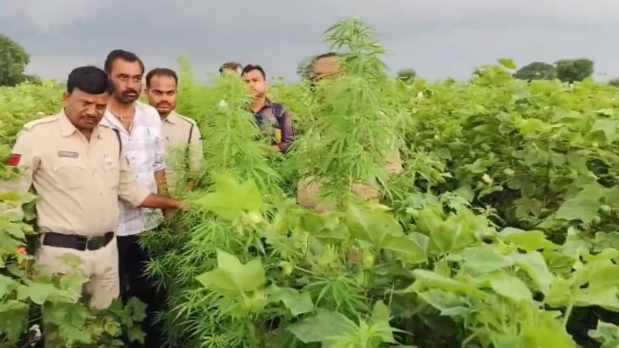 Khandwa News: Drug cultivation amidst cotton crop, police found and uprooted ganja plants from the field