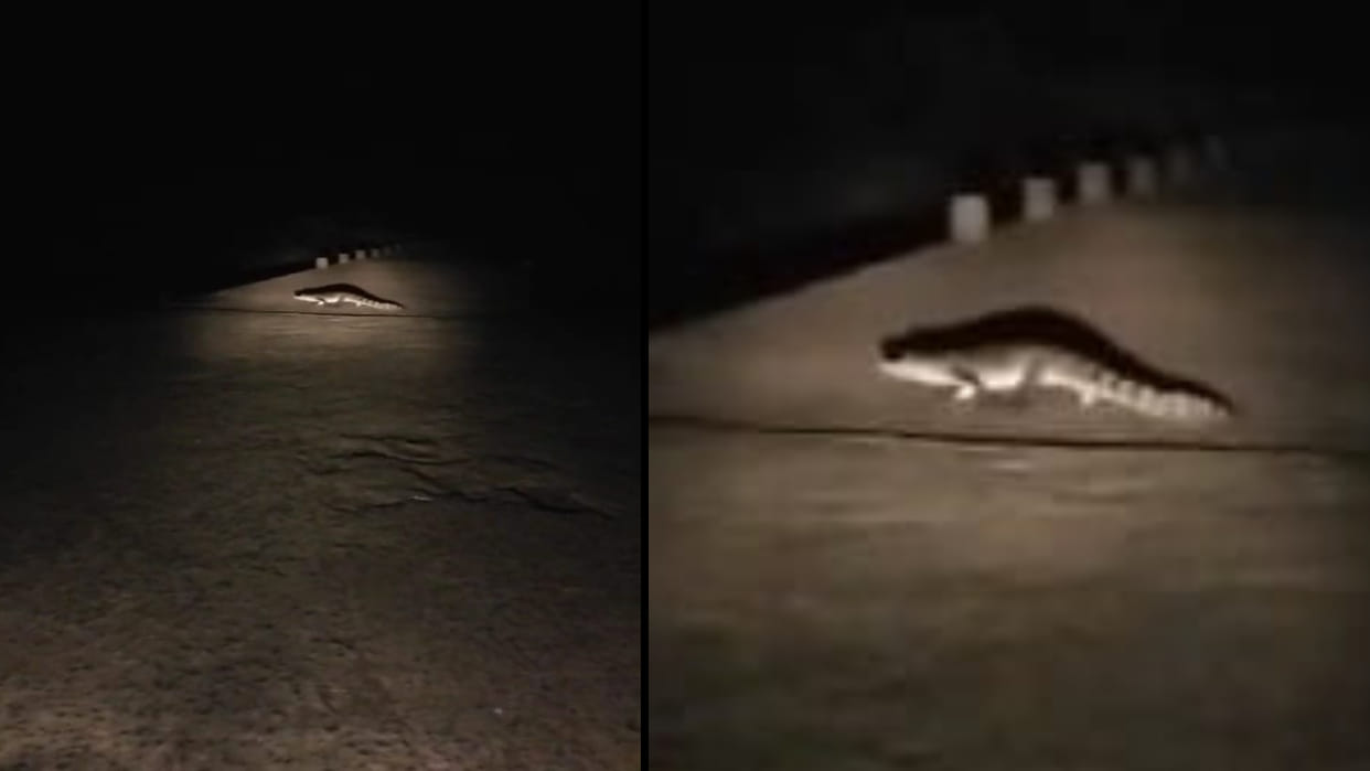 Damoh : Crocodile came out to roam on Hardua bridge, group increased in Kusmi river, rescue team on alert mode