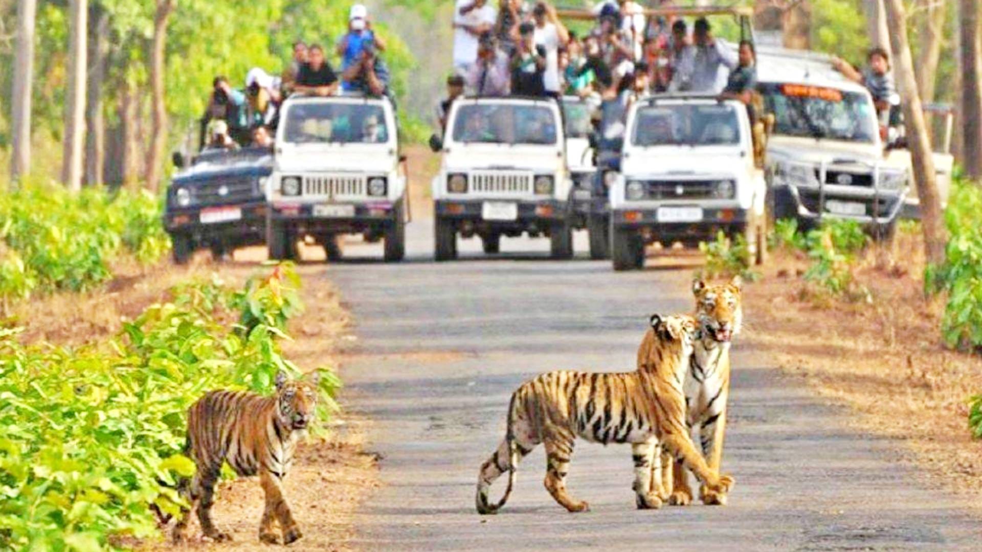 Umaria News Great news for tourists tourists will be able to see tigers from October 1
