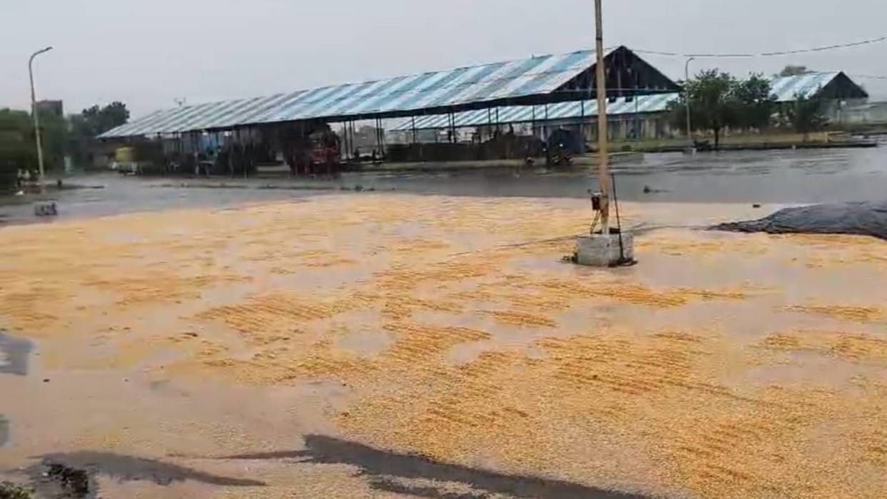 Rain In Khandwa Heavy rain is now becoming disaster crops are destroyed life is getting disrupted