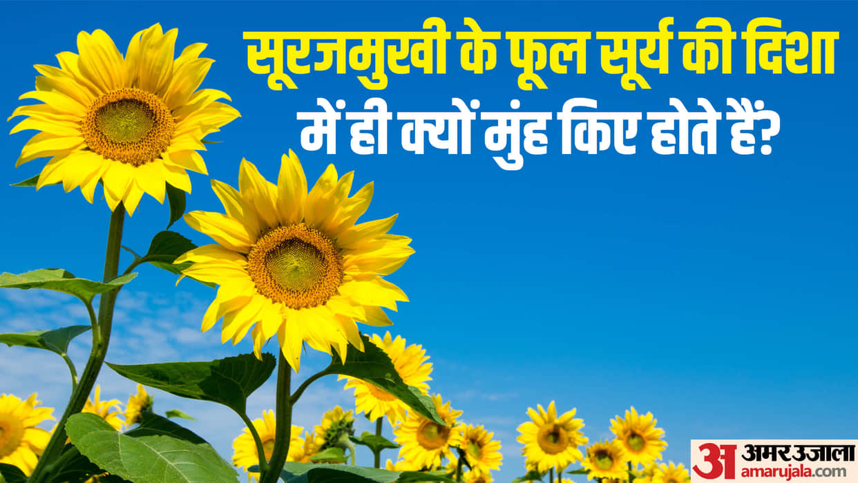 Why sunflower always face the sun